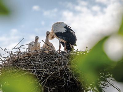 Storch