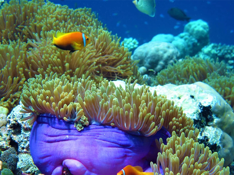 thebluemind-korallenriff_800x600