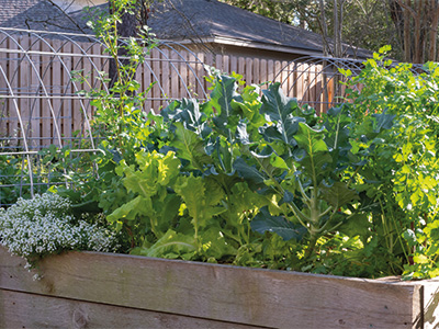 vecteezy_a-raised-bed-filled-with-vegetables-herbs-and-flowers_11566030_75