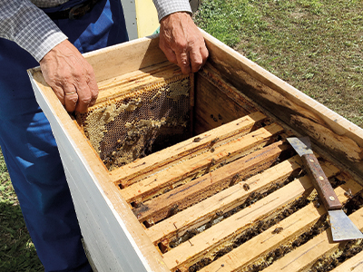 vecteezy_winged-bee-slowly-flies-to-beekeeper-collect-nectar_3087922